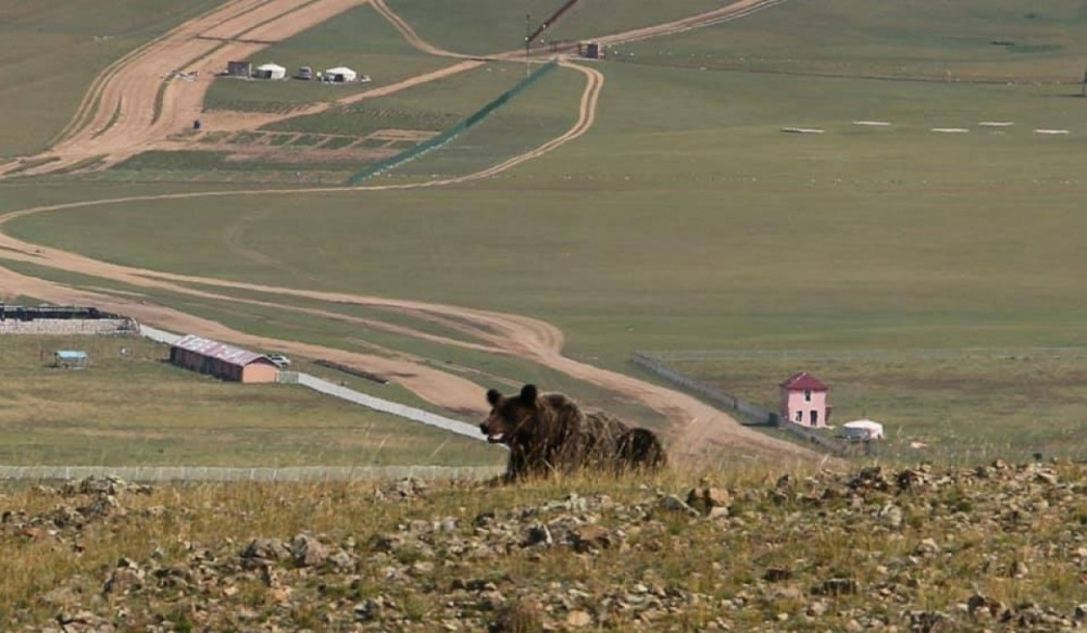 Завхан аймагт баавгай адуу идэж, бамбаруушууд уулнаас бууж иржээ