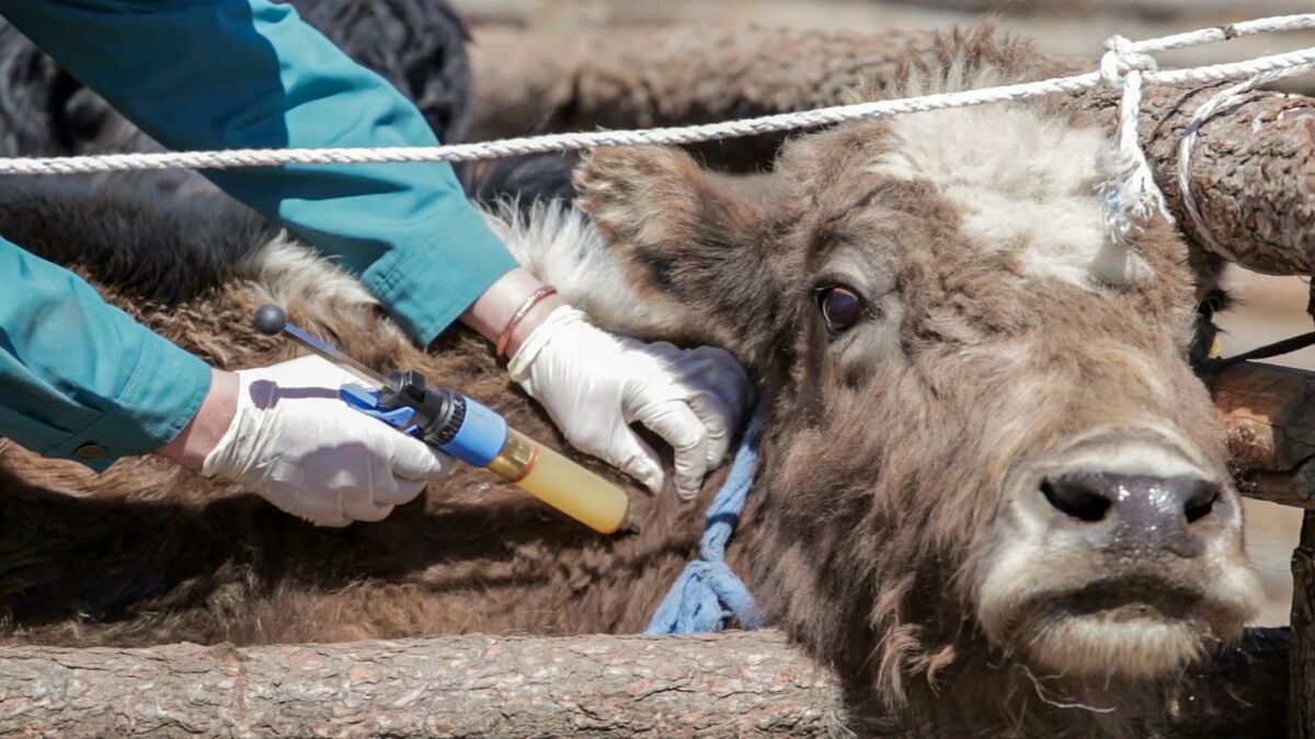 Хөвсгөл аймгийн 14 голомтод шүлхий өвчин бүртгэгджээ