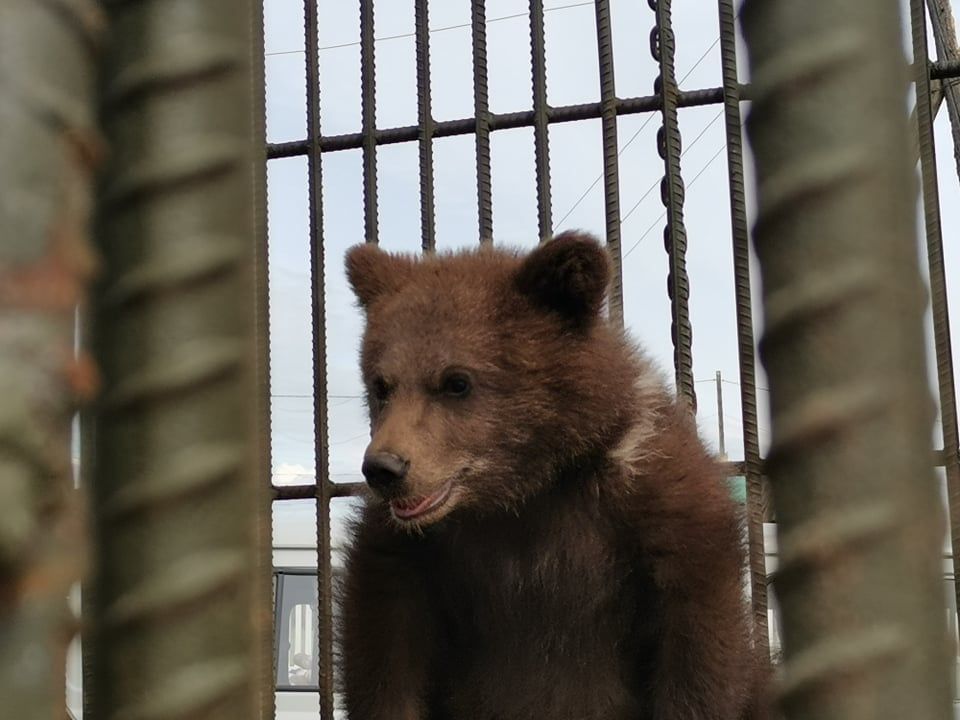 Хөвсгөлийн Эрдэнэбулган суманд айлд ирсэн бамбаруушийг ой хөвчид тавилаа