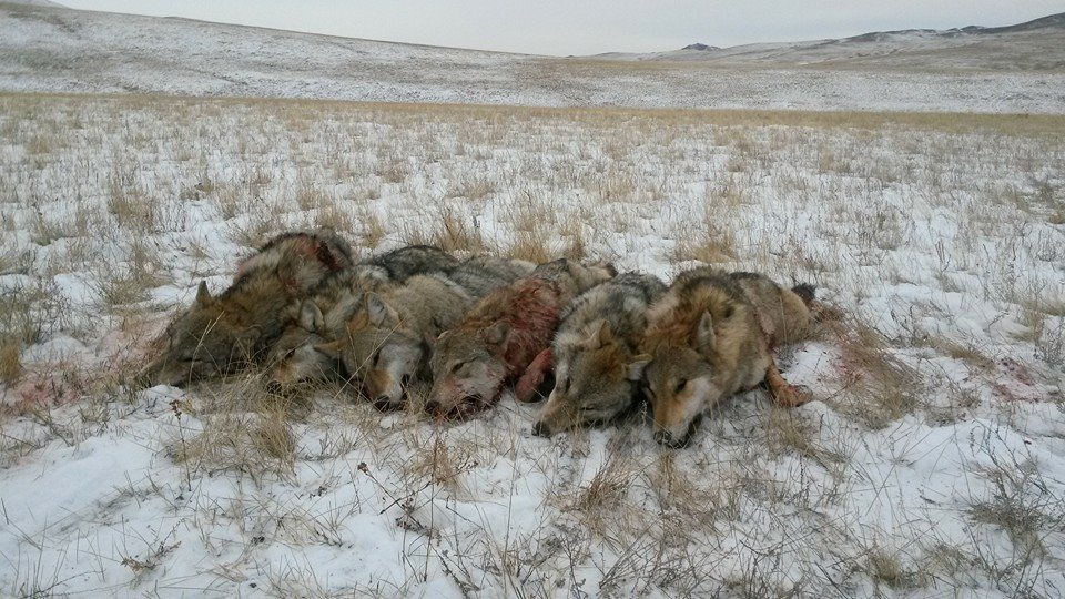  Хулгайн ангийн 1200 гаруй гэмт хэрэг бүртгэгджээ, гэвч...