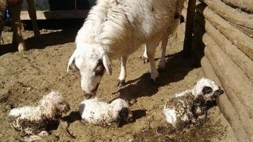 Хонгорцог одтой, гурван хөх мэнгэтэй харагчин хонь өдөр