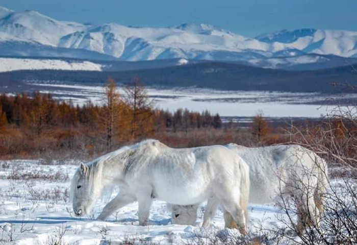 Үс шинээр үргээлгэх буюу засуулбал өлзийтэй сайн