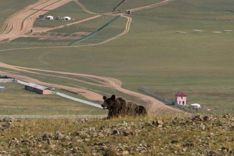 Завхан аймагт баавгай адуу идэж, бамбаруушууд уулнаас бууж иржээ