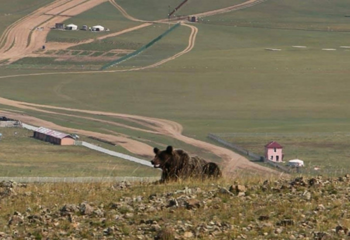 Завхан аймагт баавгай адуу идэж, бамбаруушууд уулнаас бууж иржээ