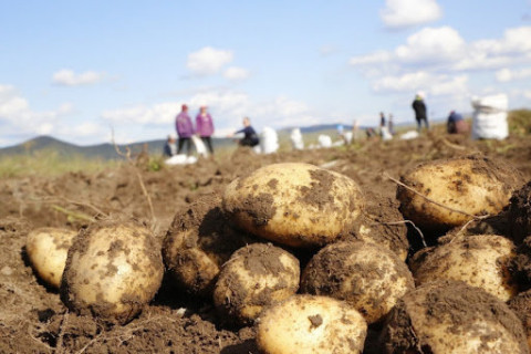 Ургац хураалтад нийт 11 мянган хүн хөдөлмөрийн түр гэрээгээр ажиллаж байна