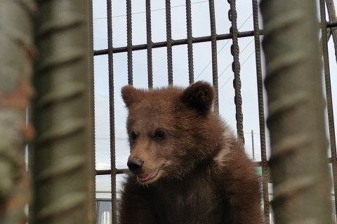 Хөвсгөлийн Эрдэнэбулган суманд айлд ирсэн бамбаруушийг ой хөвчид тавилаа