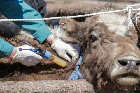 Хөвсгөл аймгийн 14 голомтод шүлхий өвчин бүртгэгджээ