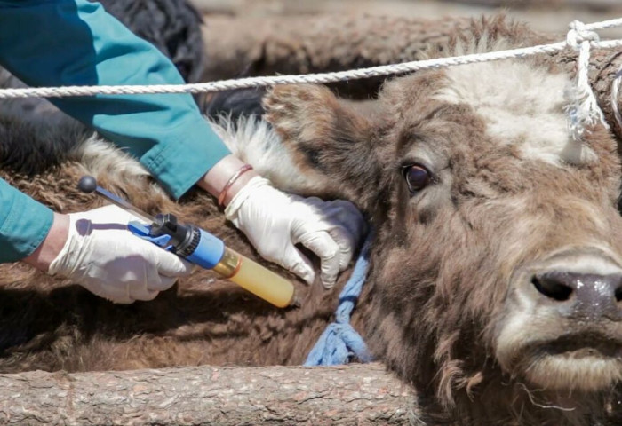 Хөвсгөл аймгийн 14 голомтод шүлхий өвчин бүртгэгджээ